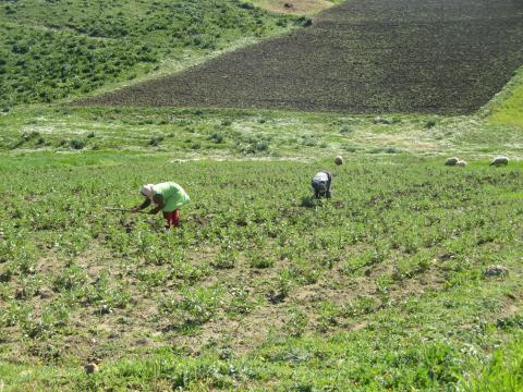 Exemple de pratiques observées : travail du sol à Kamech (Crédit photo Z. Jenhaoui)